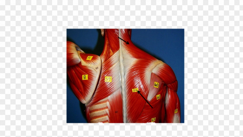 Trapezius Muscle Shoulder Rhomboid Major Gracilis Muscles PNG
