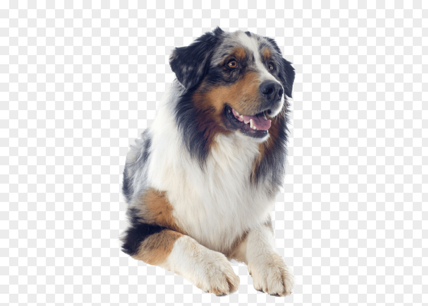 Australian Shepherd Dog Breed Miniature American English German PNG