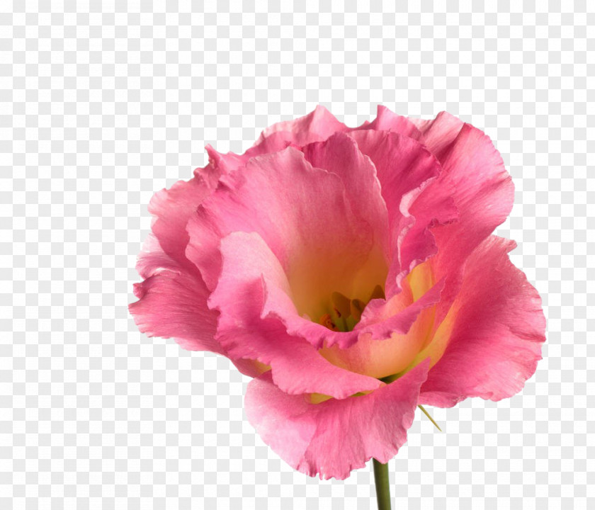 Cartoon Rose Flower Material Rosa Chinensis Download PNG