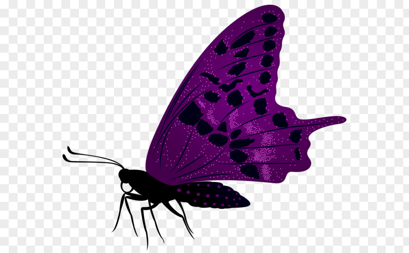 Purple Butterfly Desktop Wallpaper Clip Art PNG
