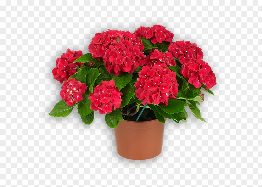 Rose Garden Roses Flowerpot Houseplant Cut Flowers PNG