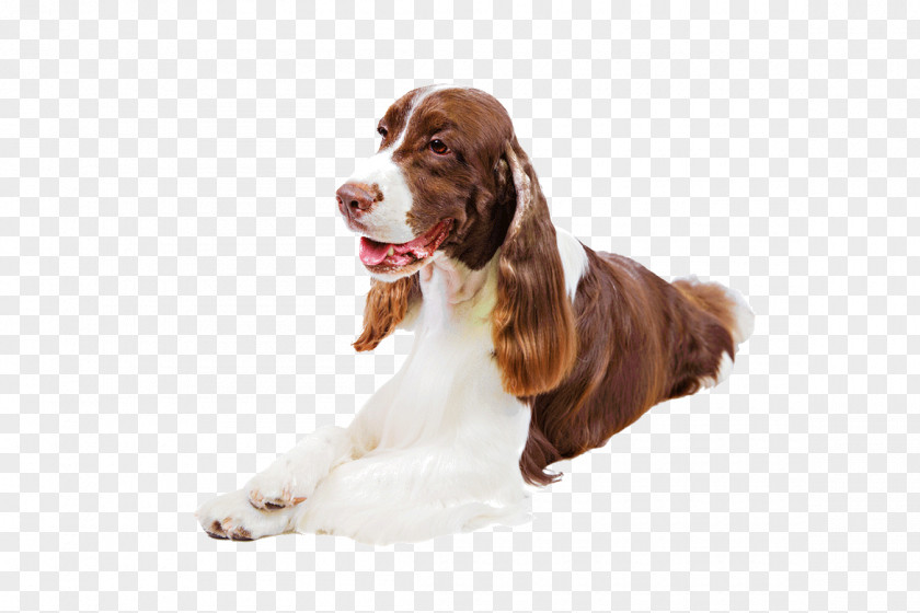 Animal Show Welsh Springer Spaniel English Field Sussex Cocker PNG