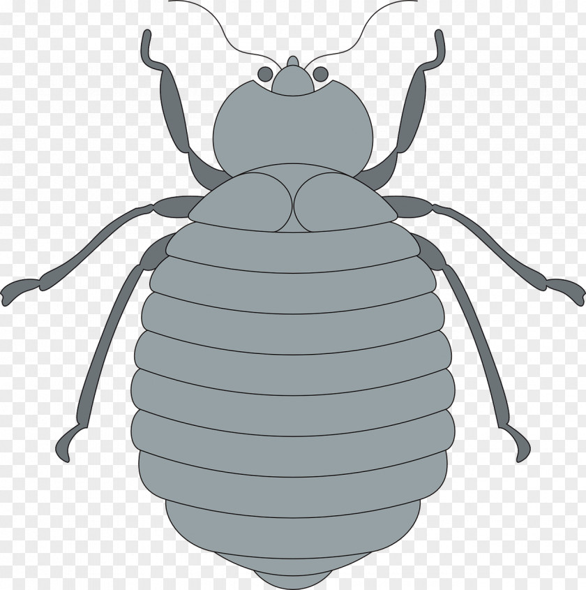 Bee Rhinoceros Beetles Drawing PNG