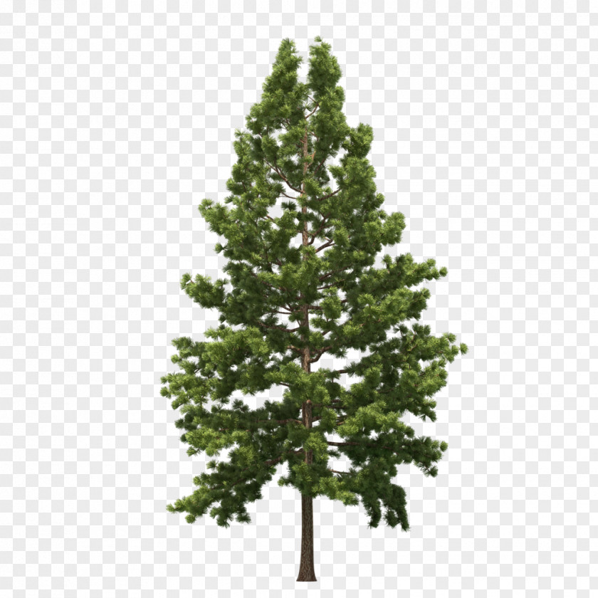 Garden Plant Pre-lit Tree Artificial Christmas Fraser Fir Day PNG