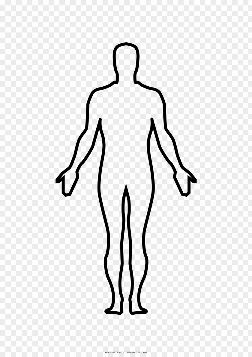 Humano Thumb Homo Sapiens Human Body Anatomy Drawing PNG