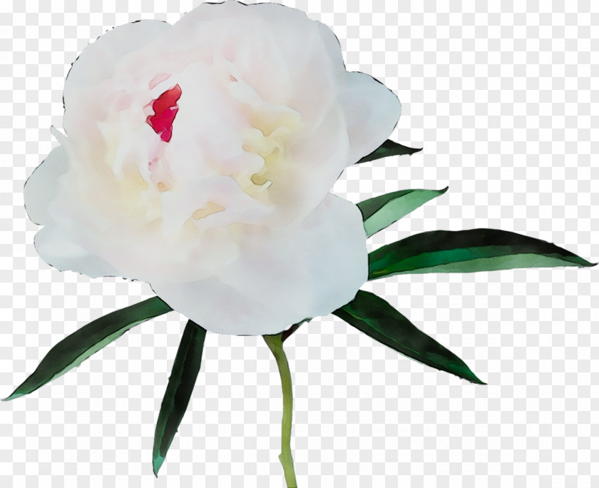 Camellia Peony Herbaceous Plant Stem Cut Flowers PNG