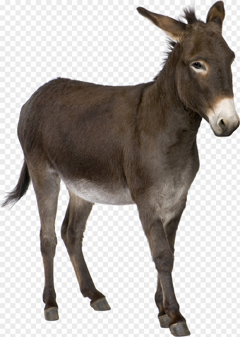 Donkey Jennet Provence Foal Mare PNG