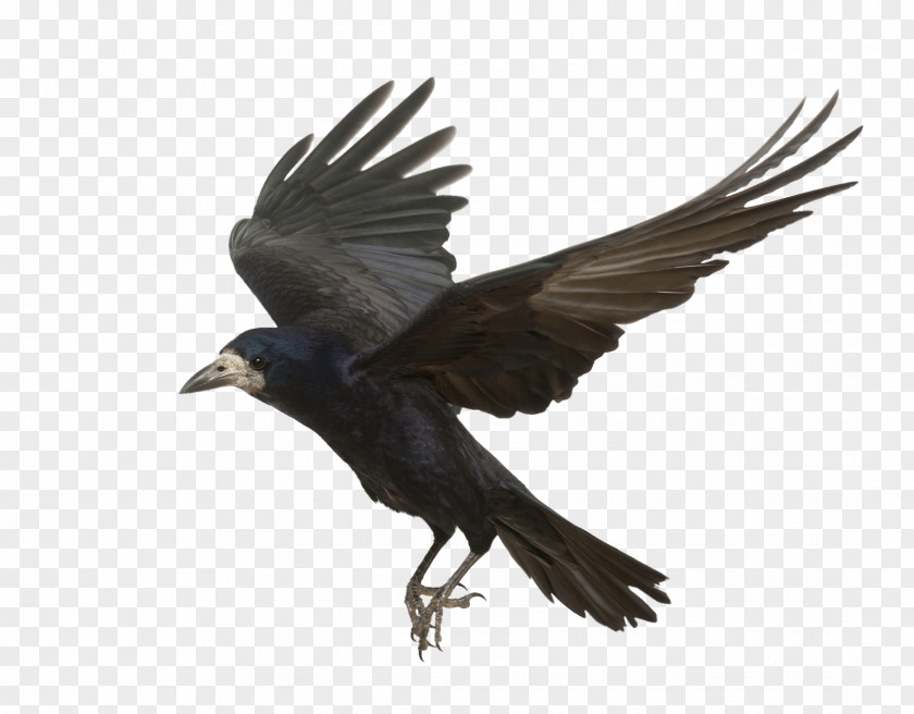 Flying Crow Rook Common Raven Bird Carrion Flight PNG