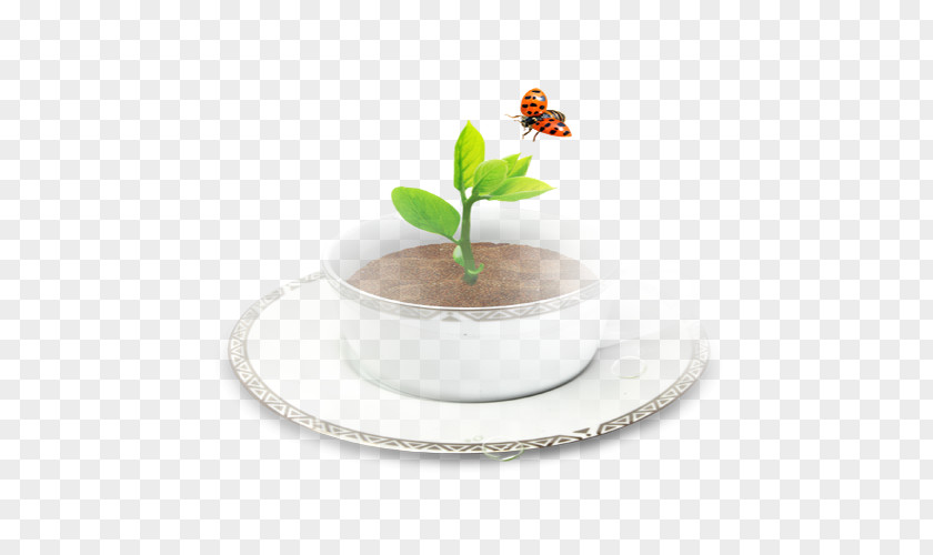 Insect Coffee Cup Butterfly PNG