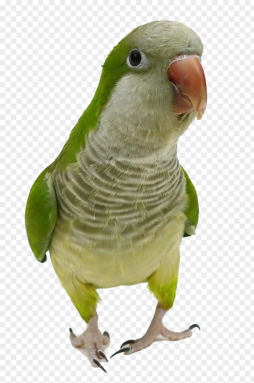 Parrot Close-up Monk Parakeet Bird Cockatiel Pet PNG
