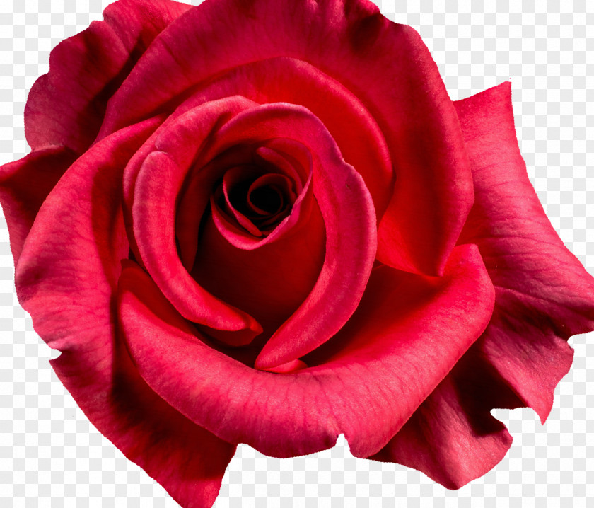 Red Rose Damask Photography Flower PNG
