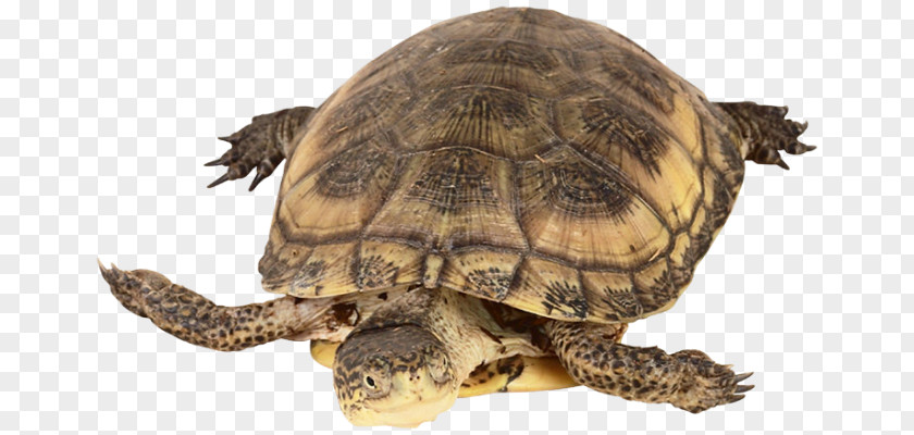 Turtle Box Turtles Common Snapping Reptile Tortoise PNG