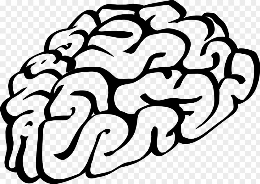 Brain Human Drawing Skull Lateralization Of Function PNG
