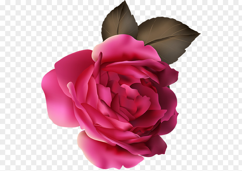 Peony Illustration Garden Roses Cabbage Rose Floribunda LG G Flex Au PNG