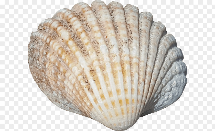 Seashell Graphic Design PNG