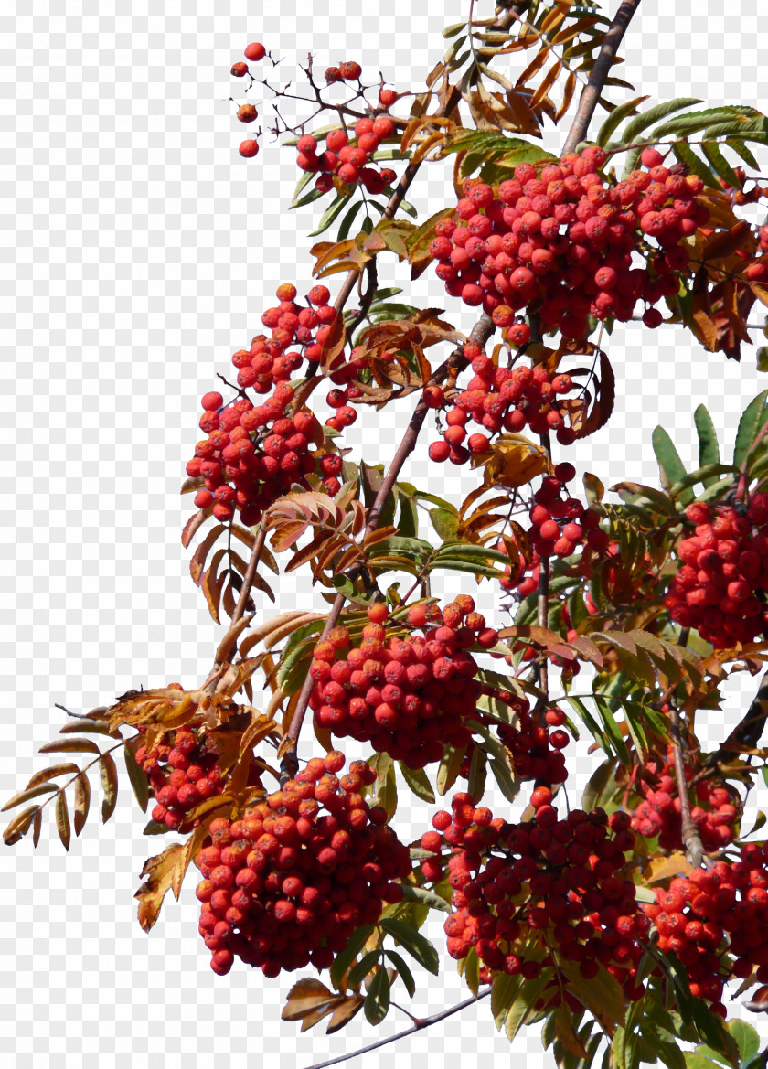 Hawthorn Free Download Under The Blue Sky Frutti Di Bosco PNG