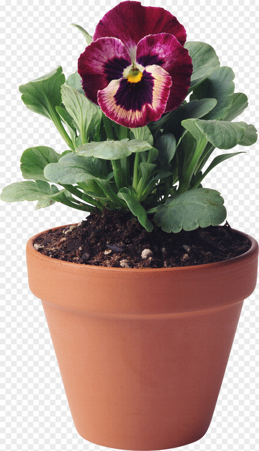 Image Bouquet Of Flowers Psd Material,a Pot Flower,pansy Flowerpot Photography Clip Art PNG