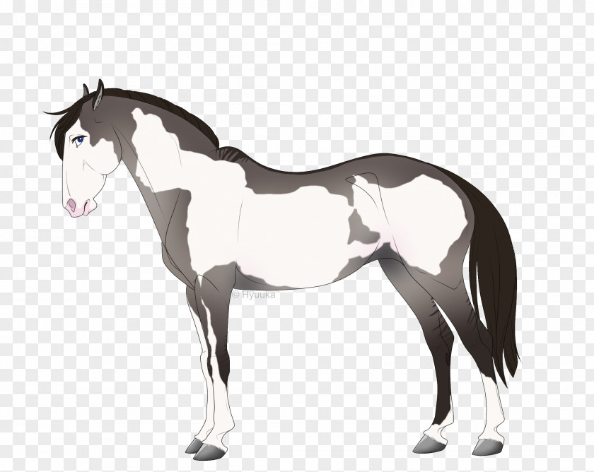 Mustang Foal Stallion Mane Mare PNG