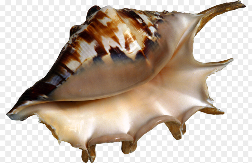 Seashell Conch Sea Snail PNG