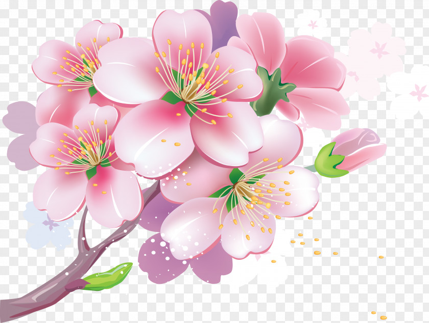 BLOSSOM Cherry Blossom Photography Clip Art PNG