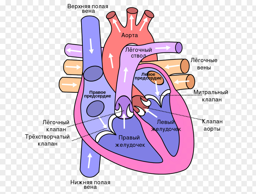 Heart Anatomy Of The Diagram Lung Circulatory System PNG