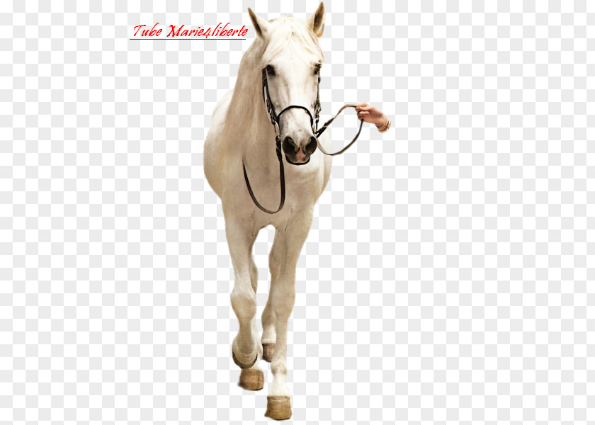 Mustang Halter Mare Stallion Horse Harnesses PNG
