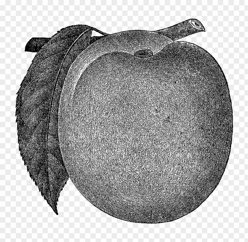 Peach Branch Black And White Fruit PNG