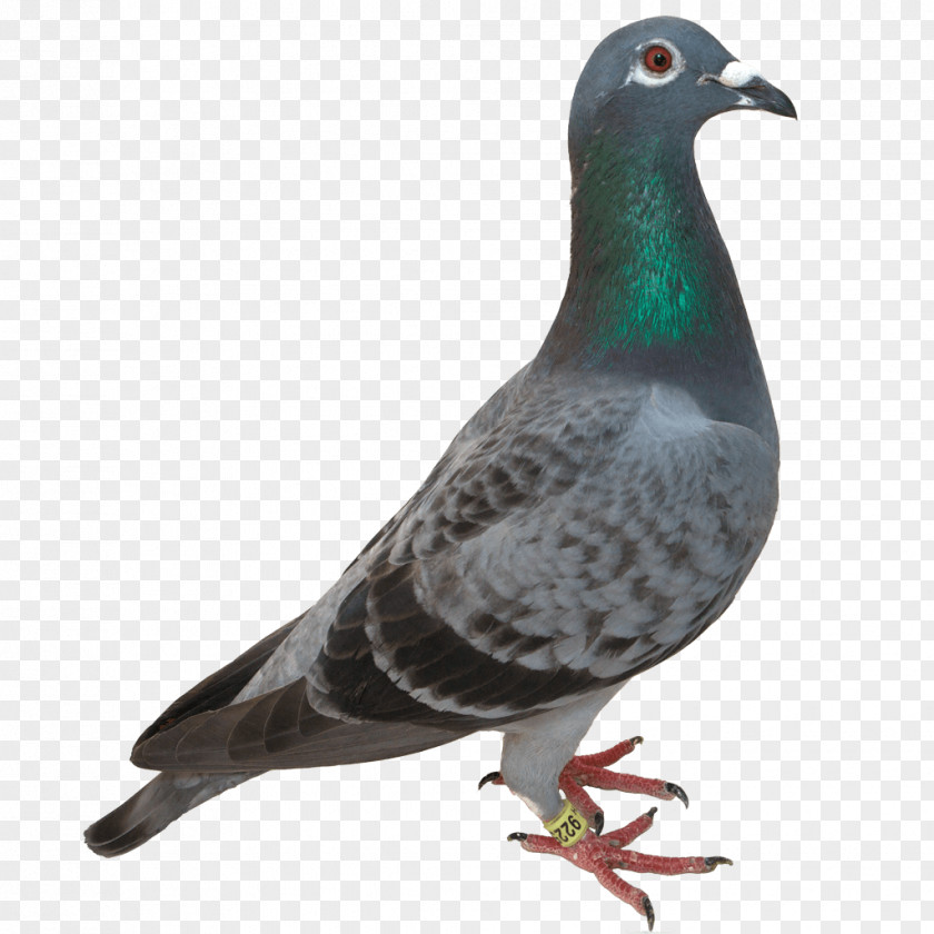 Pigeon Image Domestic Columbidae Bird PNG