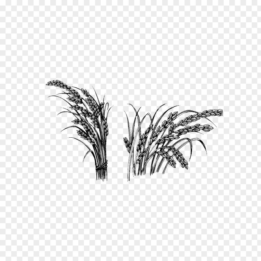 Sketch Rice Oryza Sativa Crop PNG