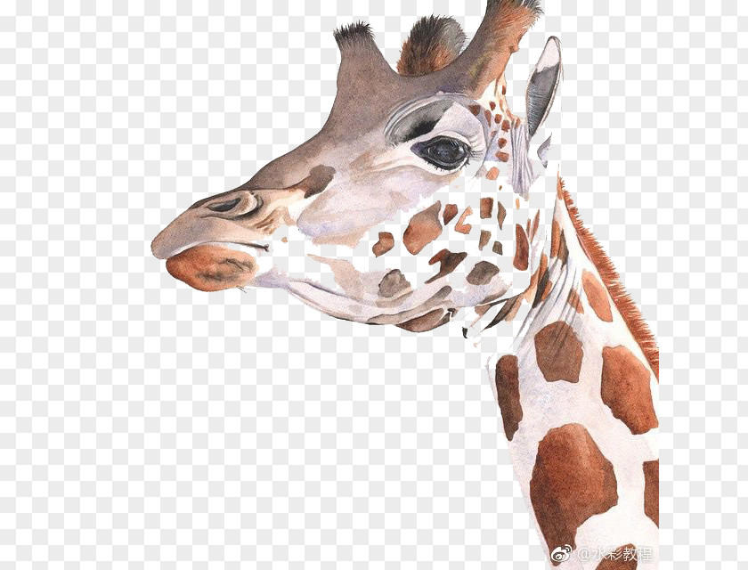 Cartoon Giraffe Watercolor Painting Art Drawing PNG