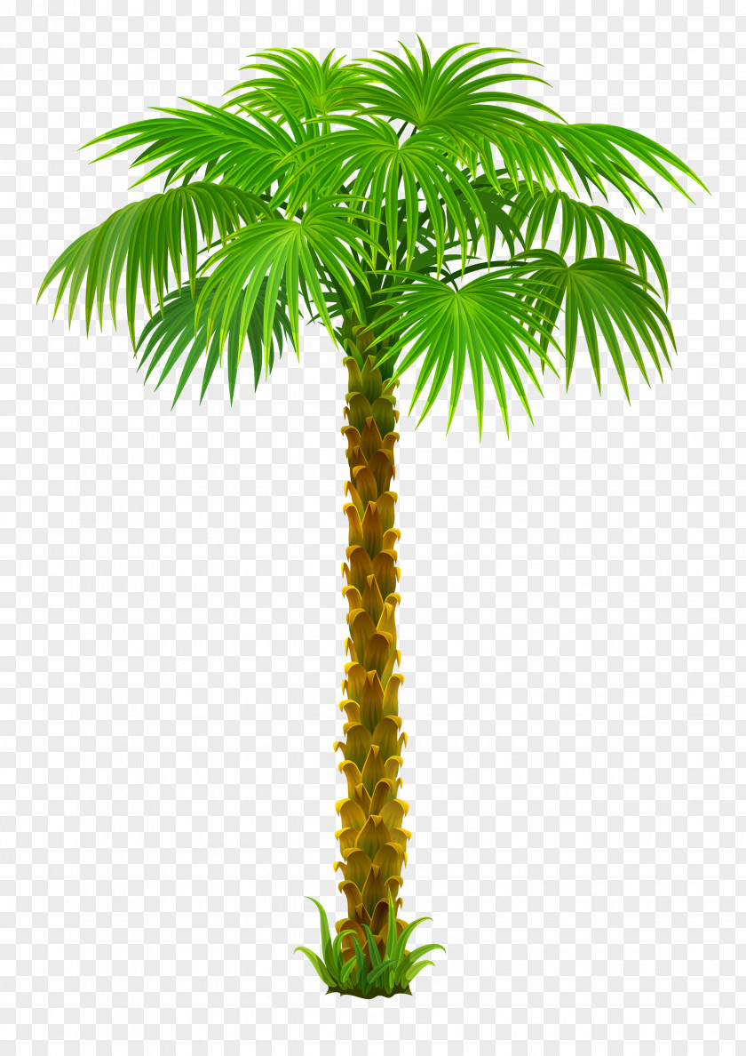 Coconut Tree Travel Poster Decorative Material Arecaceae Clip Art PNG