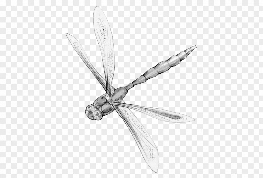 Dragonfly Insect Animal Magic Poems PNG