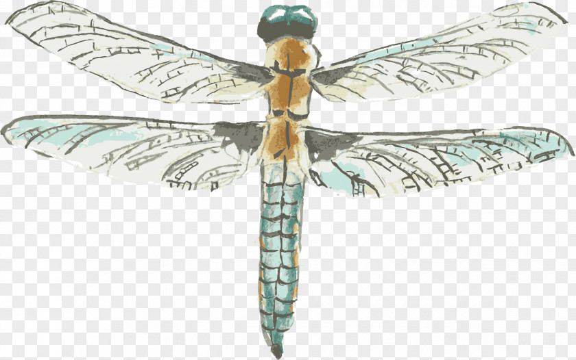 Dragonfly Vector Element Watercolor Painting Drawing PNG