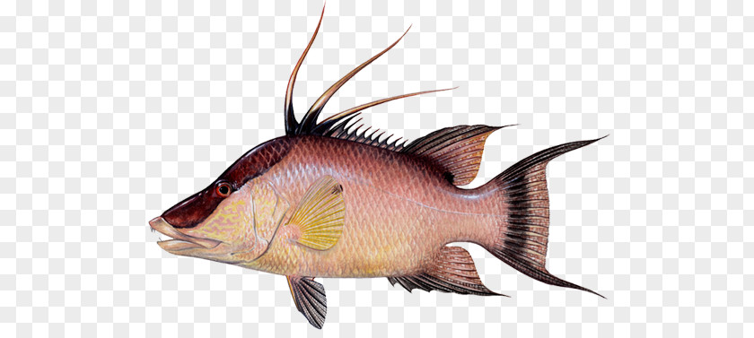 Fishing Hogfish Snapper Yellowfin Tuna Wrasse PNG