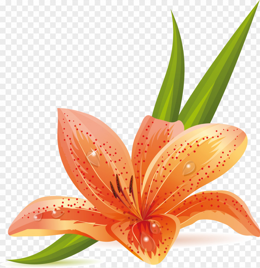 Flower Clip Art Design Orange Lily PNG