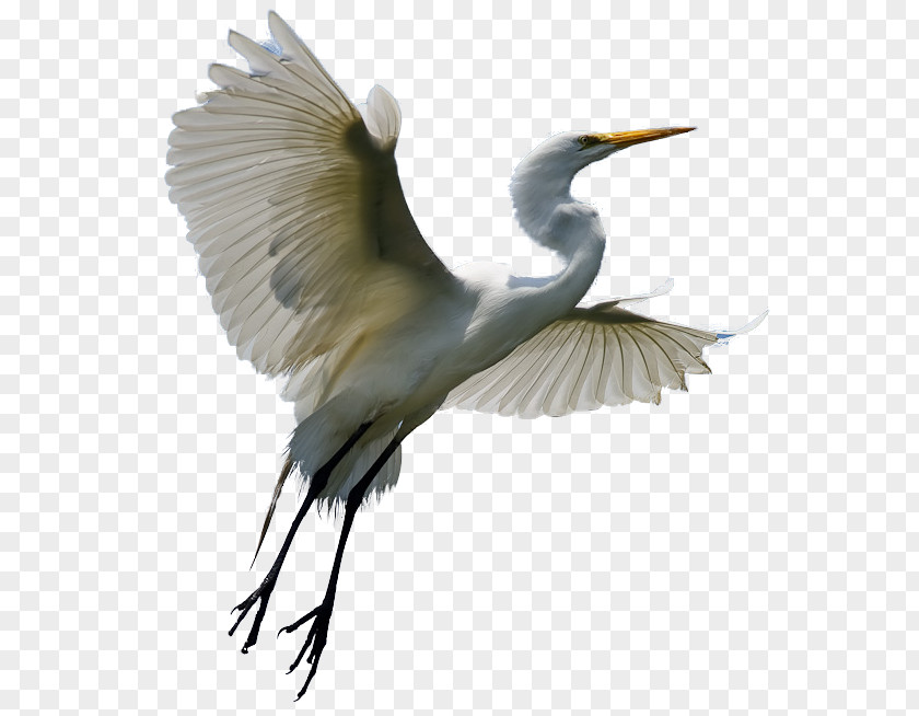 Macaw Heron Egret Bird Crane Clip Art PNG