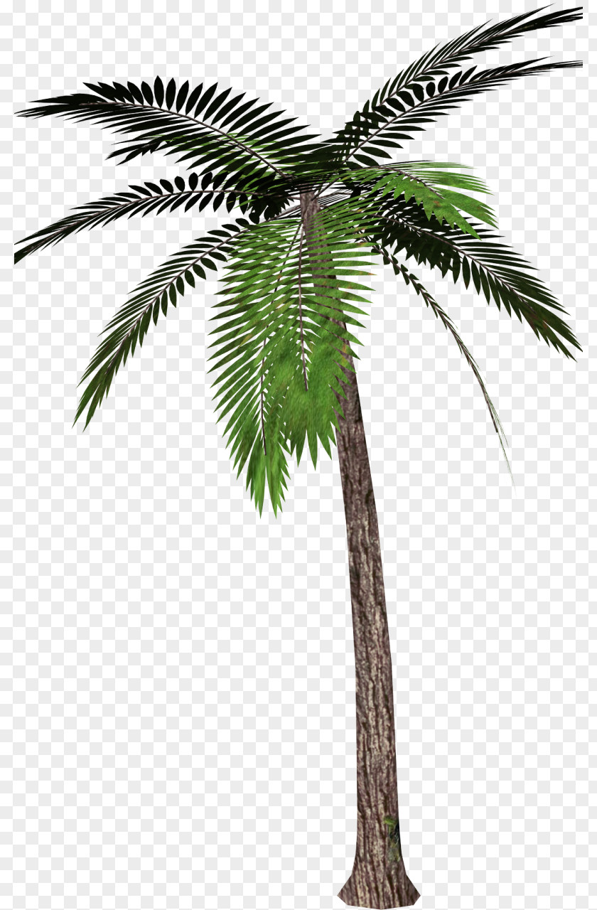 Pohon Salam Palm Trees Clip Art Image Canary Island Date PNG