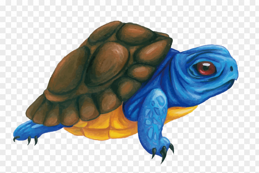 Vector Blue Turtle Box Tortoise Illustration PNG