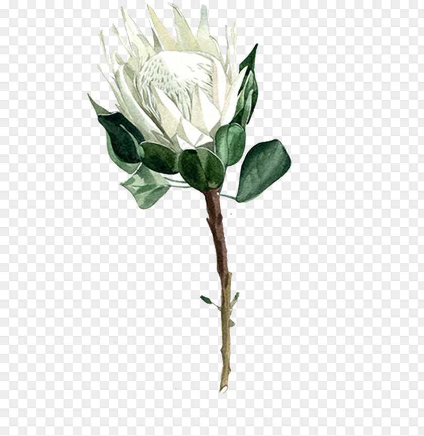 White Roses Garden Centifolia Flower PNG