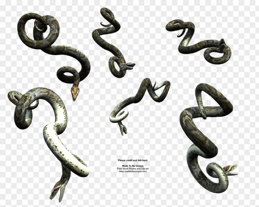 Anaconda Snake Reptile DeviantArt PNG