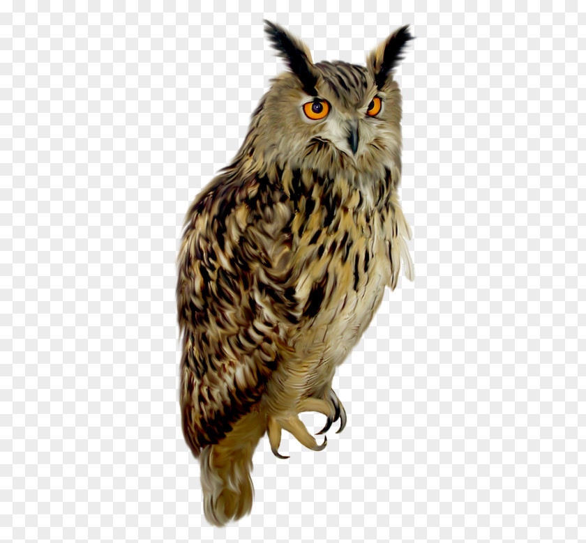 Birds Owl Clip Art PNG