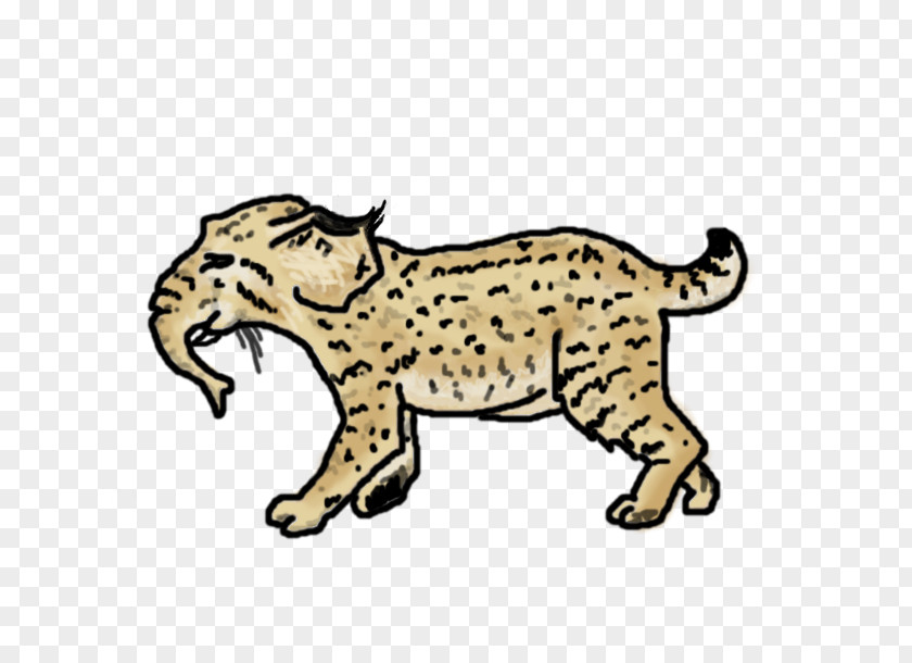 Bobcat Drawing Animals Whiskers Lion Cheetah Leopard Tiger PNG