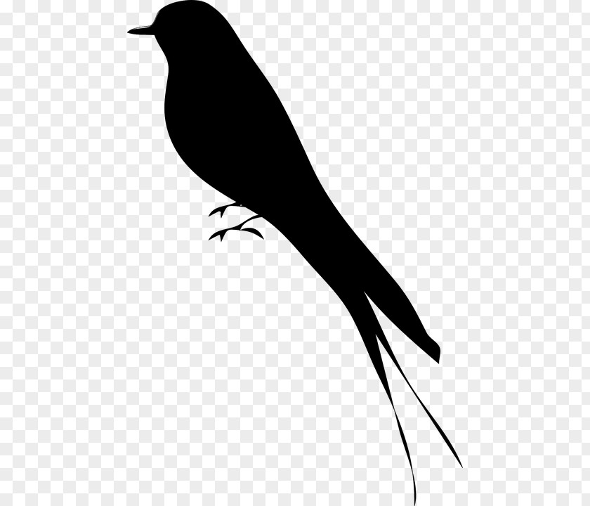 European Robin Bird Silhouette Clip Art PNG