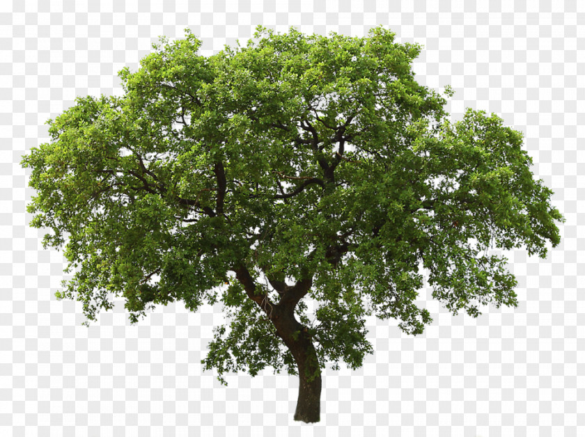 Jack Tree Oak PNG