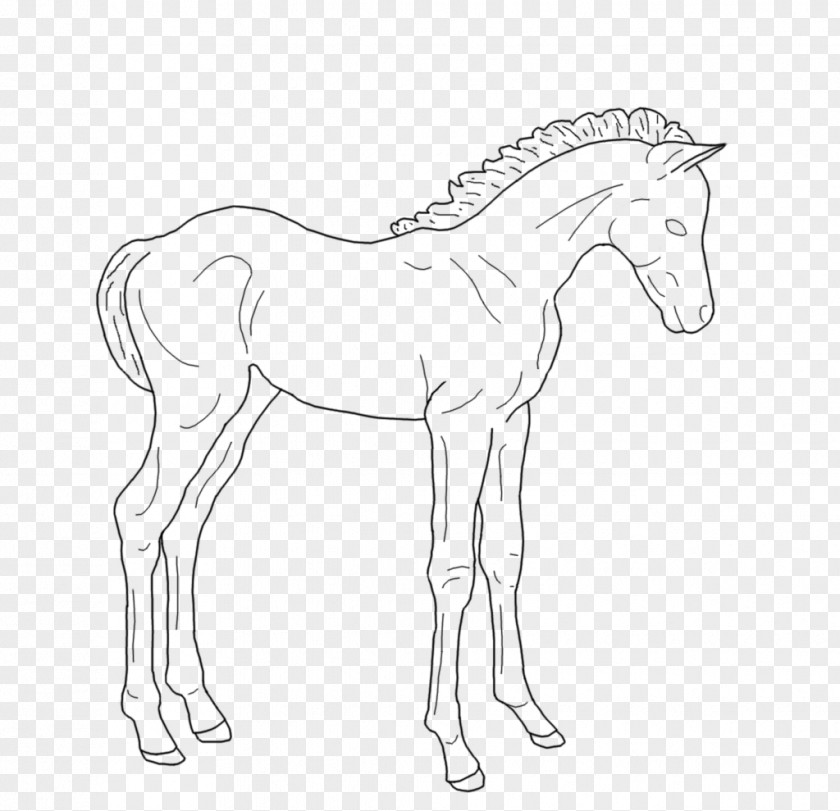 Mustang Foal Pony Line Art Colt PNG