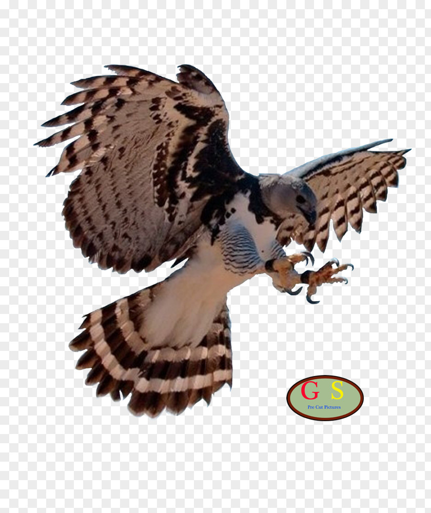 Bird Bald Eagle Harpy PNG