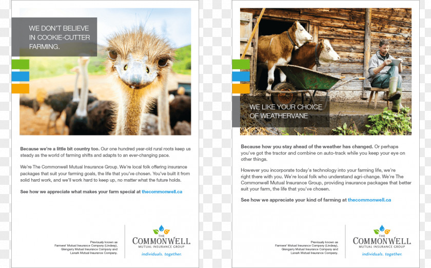 Creative Ostrich Mammal Advertising Fauna Brand PNG
