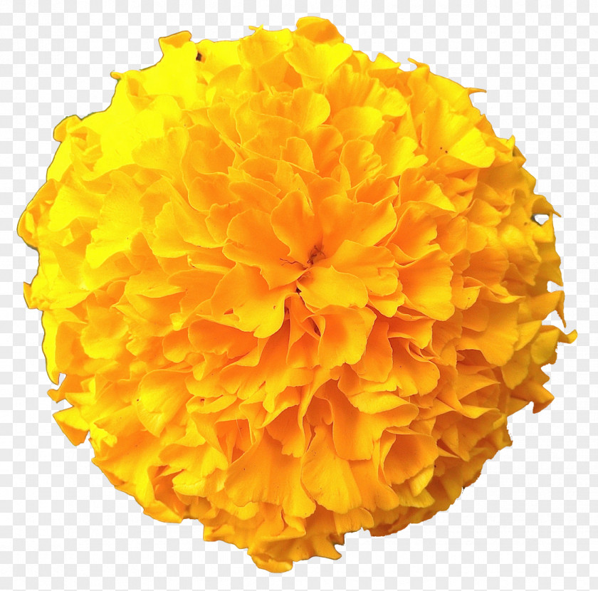 Flowera Marigold Clip Art PNG