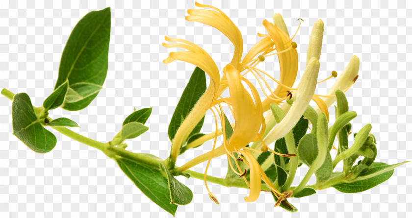 Honeysuckle Lonicera Japonica Common Japanese Tatarian Flowering Plant PNG