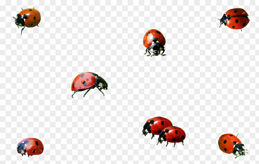 Ladybug Ladybird Insect Clip Art PNG